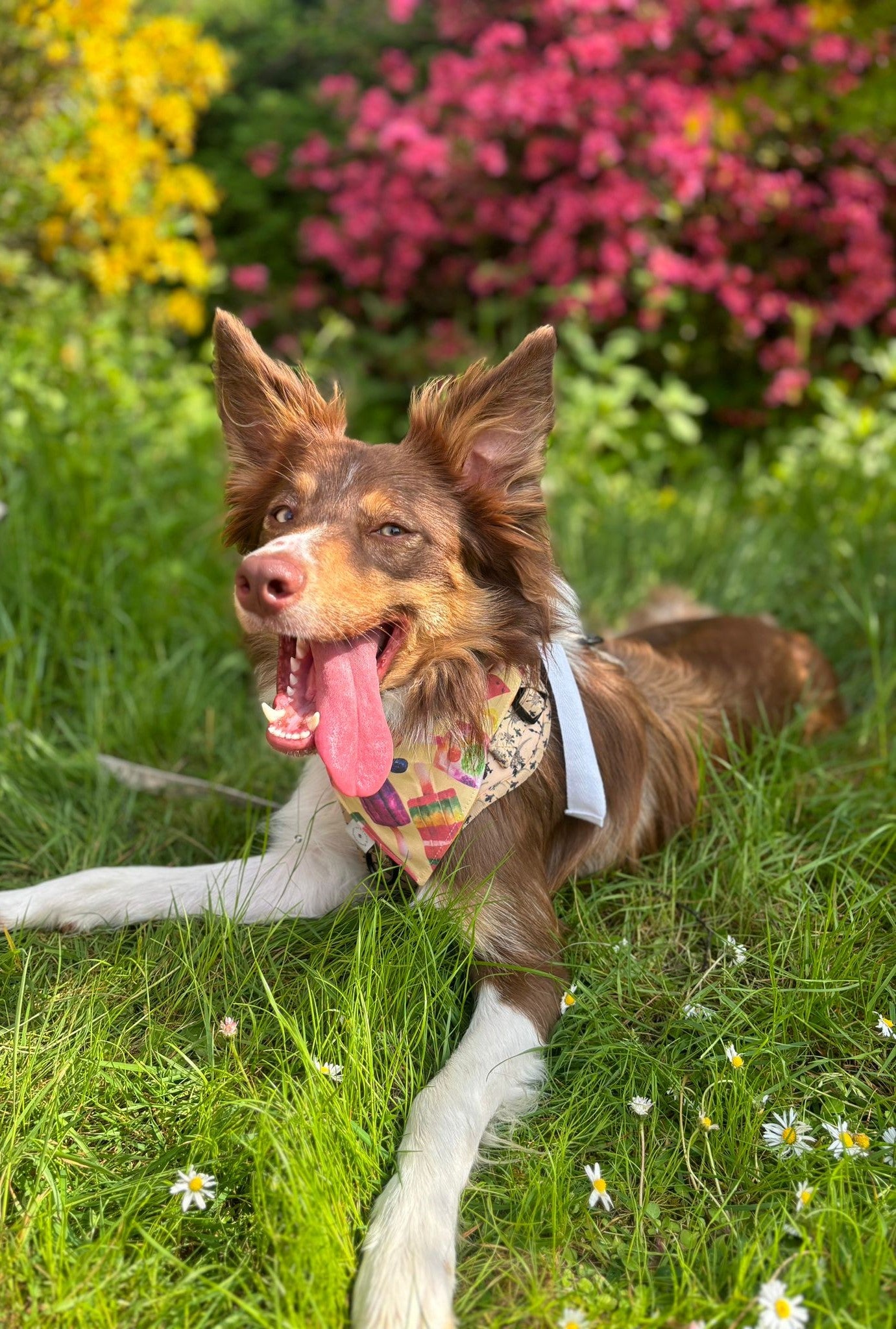 Luscious Lolly Bandana