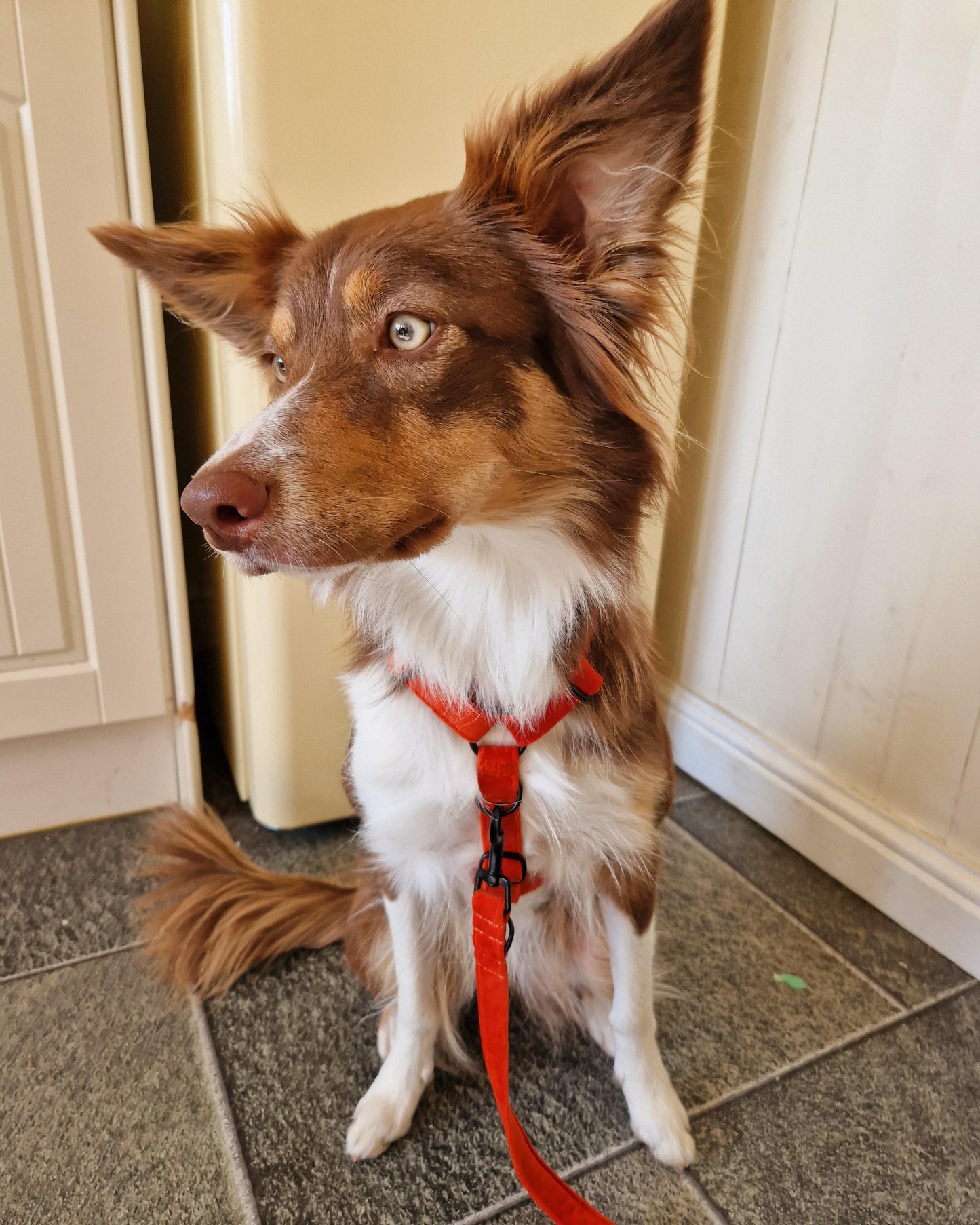 Harness & Double Clip Lead Live Shopping