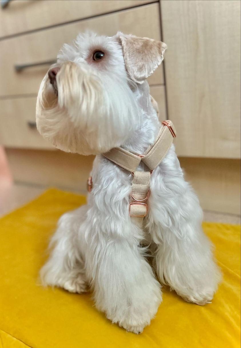 Harness Live Shopping