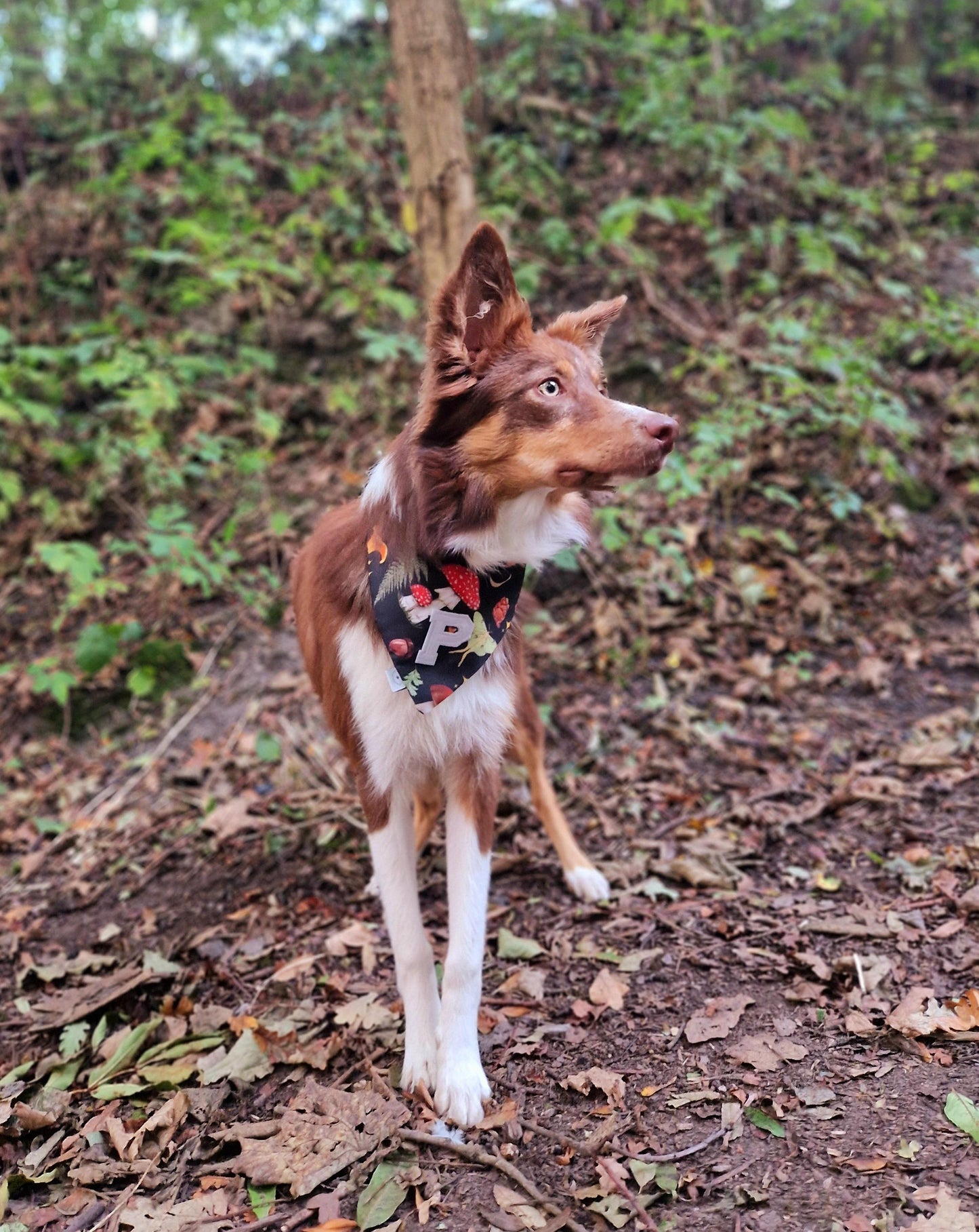 Woodland Walks Bandana