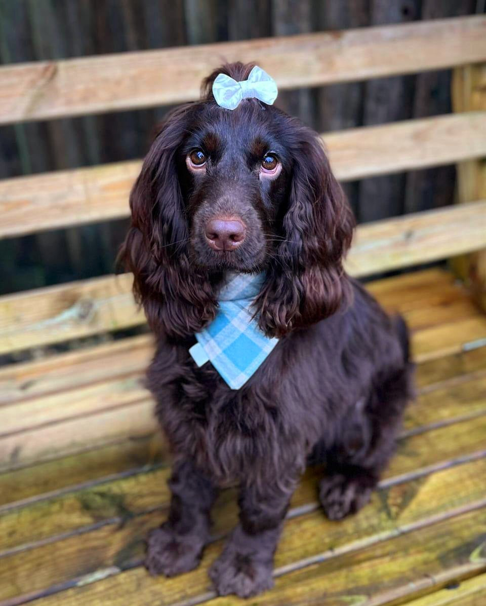 Costal Blue & Duck Egg Reversible Bandana