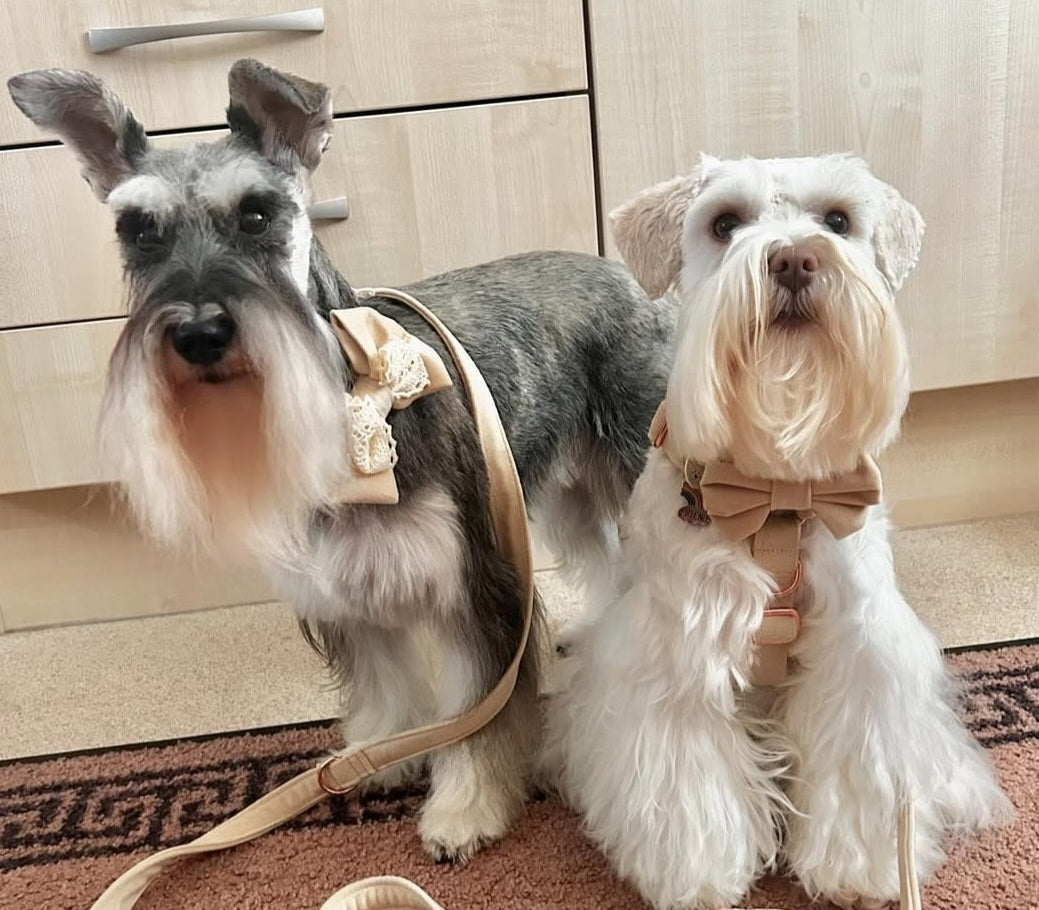 Velvet Cream Harness