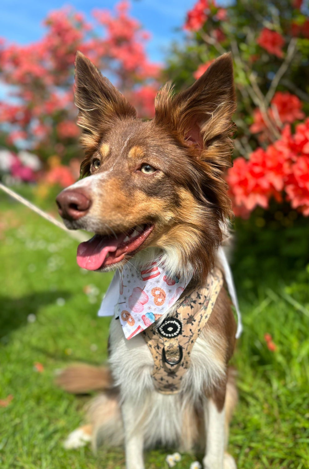 Paw Couture Boutique