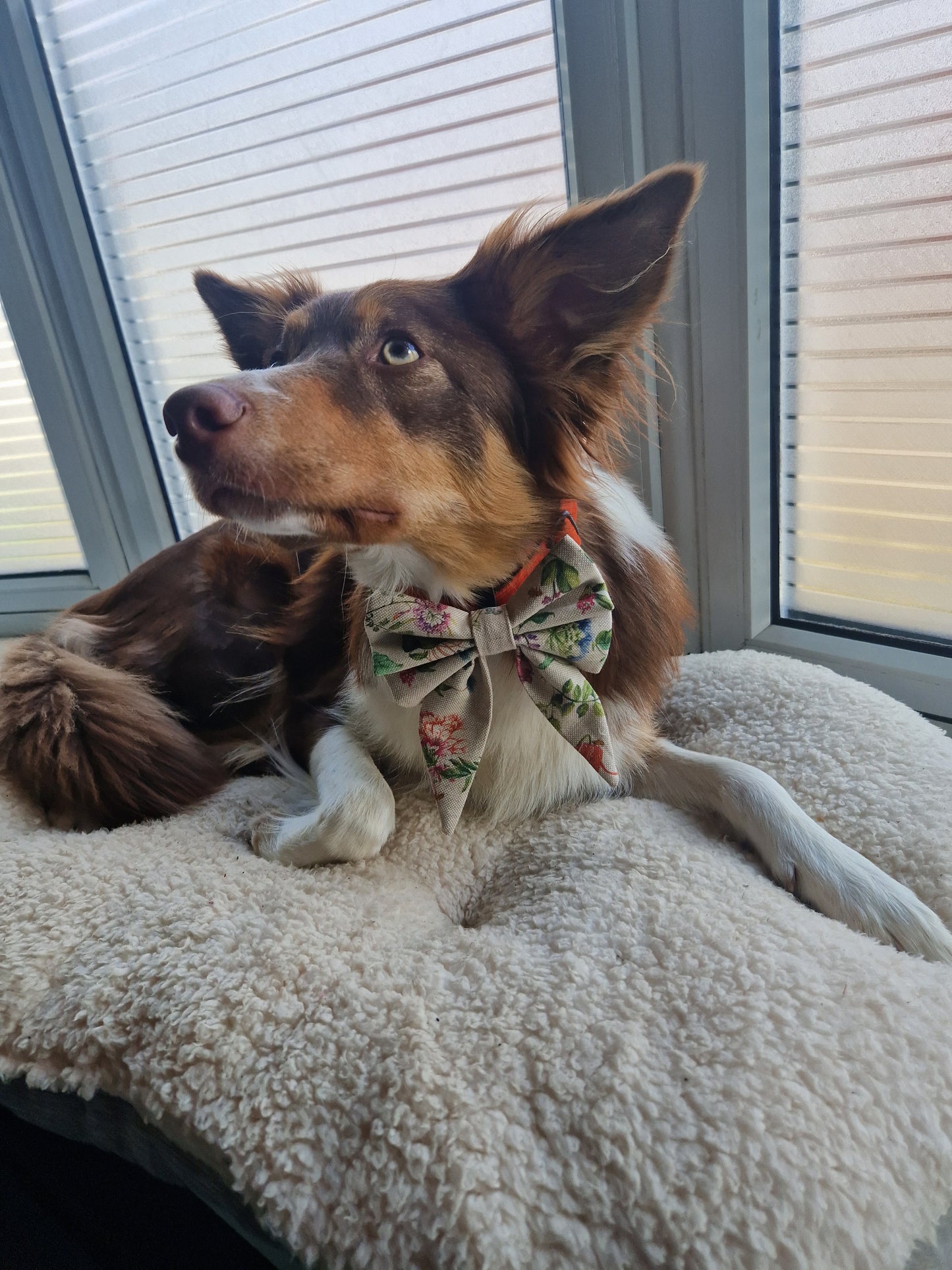 Meadow Sailor Bow